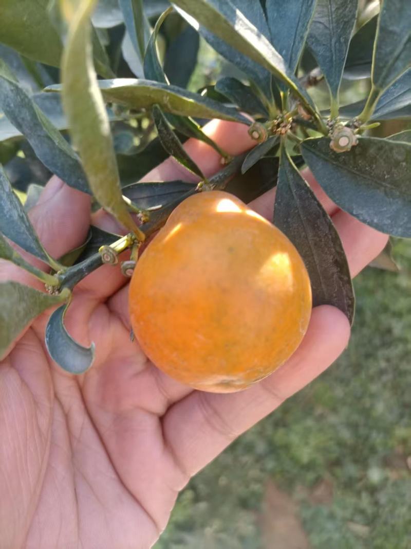 脆蜜金桔苗大量供应，规格齐全，广西产地直发脆柑杯苗地苗。