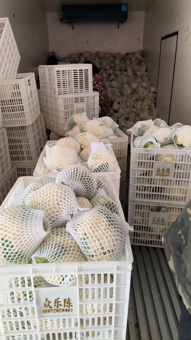 花菜松花菜石花菜产地一手保质保量