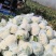 花菜松花菜石花菜产地一手保质保量