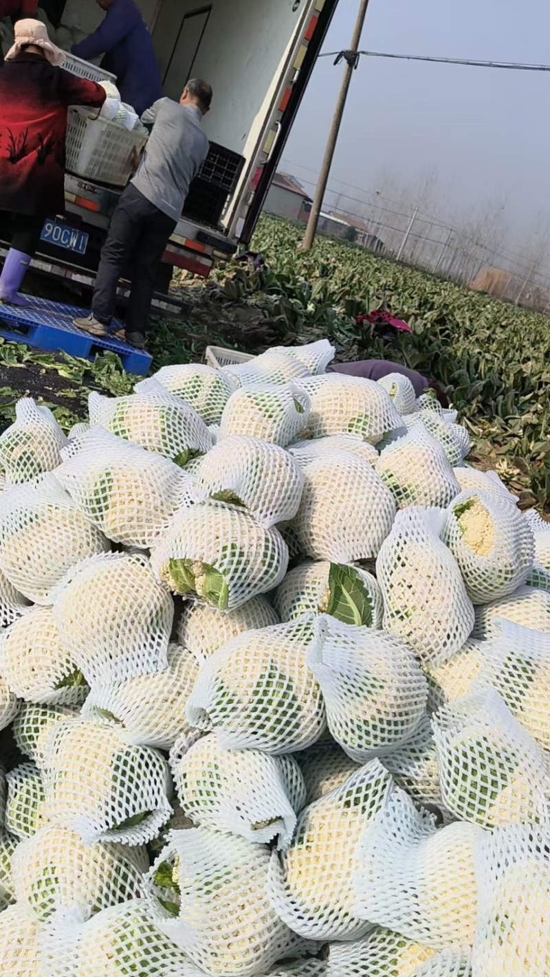 花菜松花菜石花菜产地一手保质保量