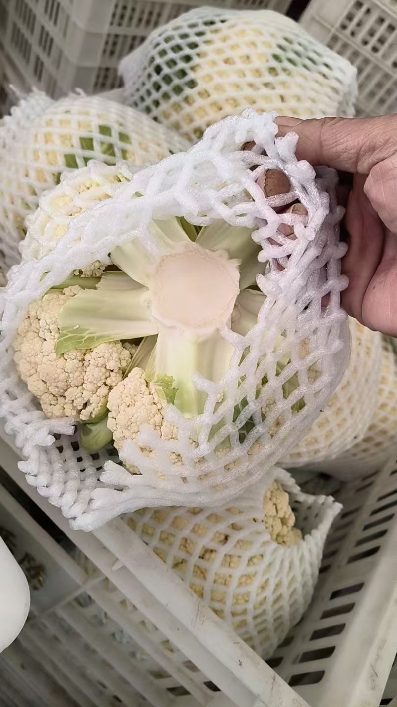 花菜松花菜石花菜产地一手保质保量