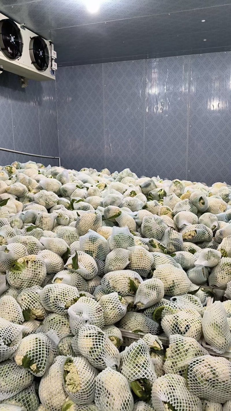花菜松花菜石花菜产地一手保质保量