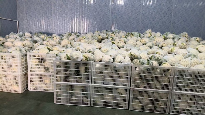 花菜松花菜石花菜产地一手保质保量