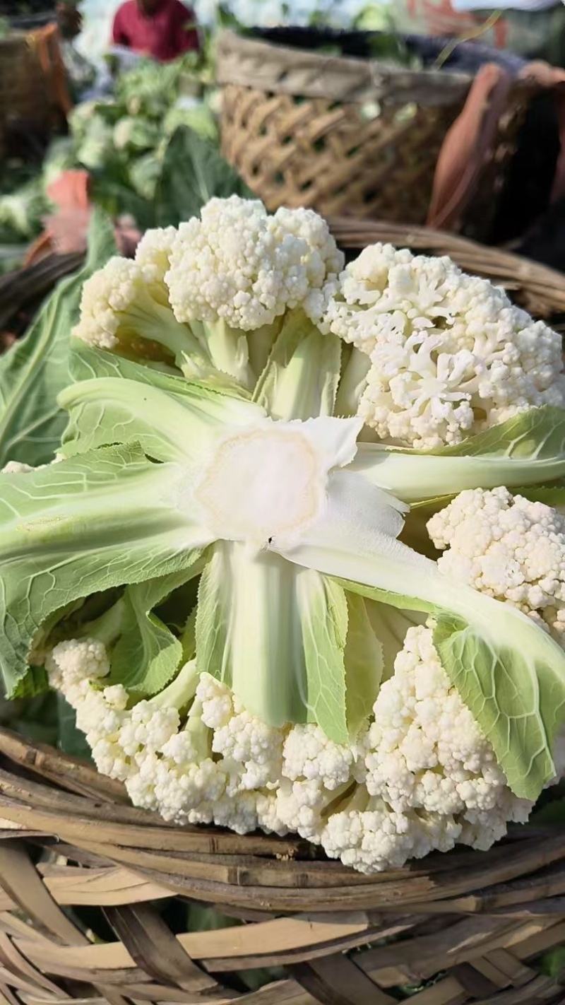 花菜松花菜石花菜产地一手保质保量