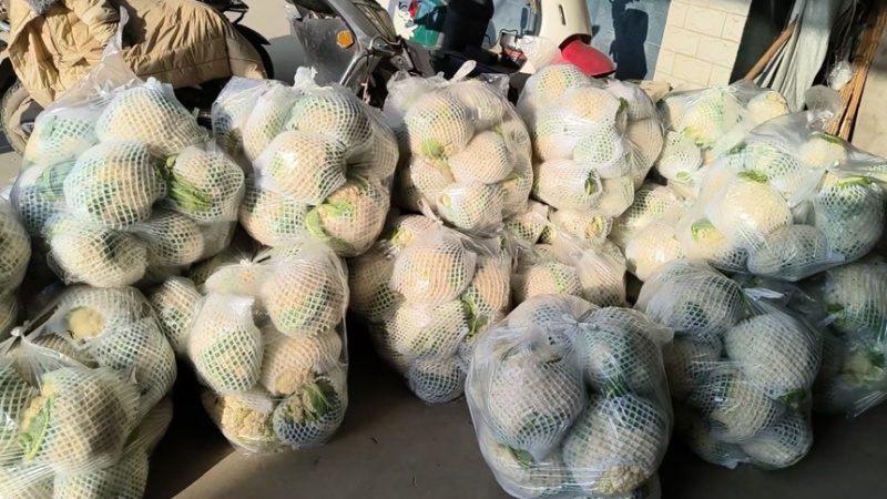 花菜松花菜石花菜产地一手保质保量