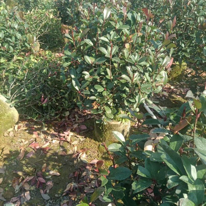 精品红叶石楠球苗大量供应基地直发，货源充足，量大广西产地