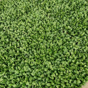 油麦菜苗根系发达成活率高菜形漂亮易管理