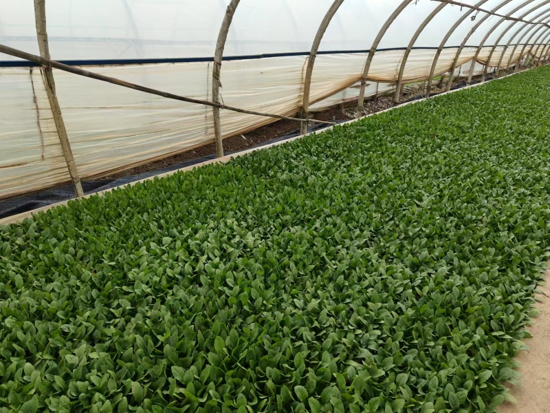 油麦菜苗根系发达成活率高菜形漂亮易管理
