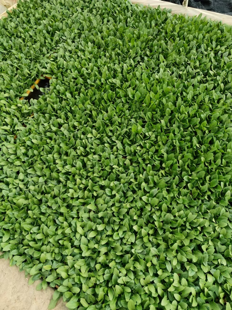 油麦菜苗根系发达成活率高菜形漂亮易管理