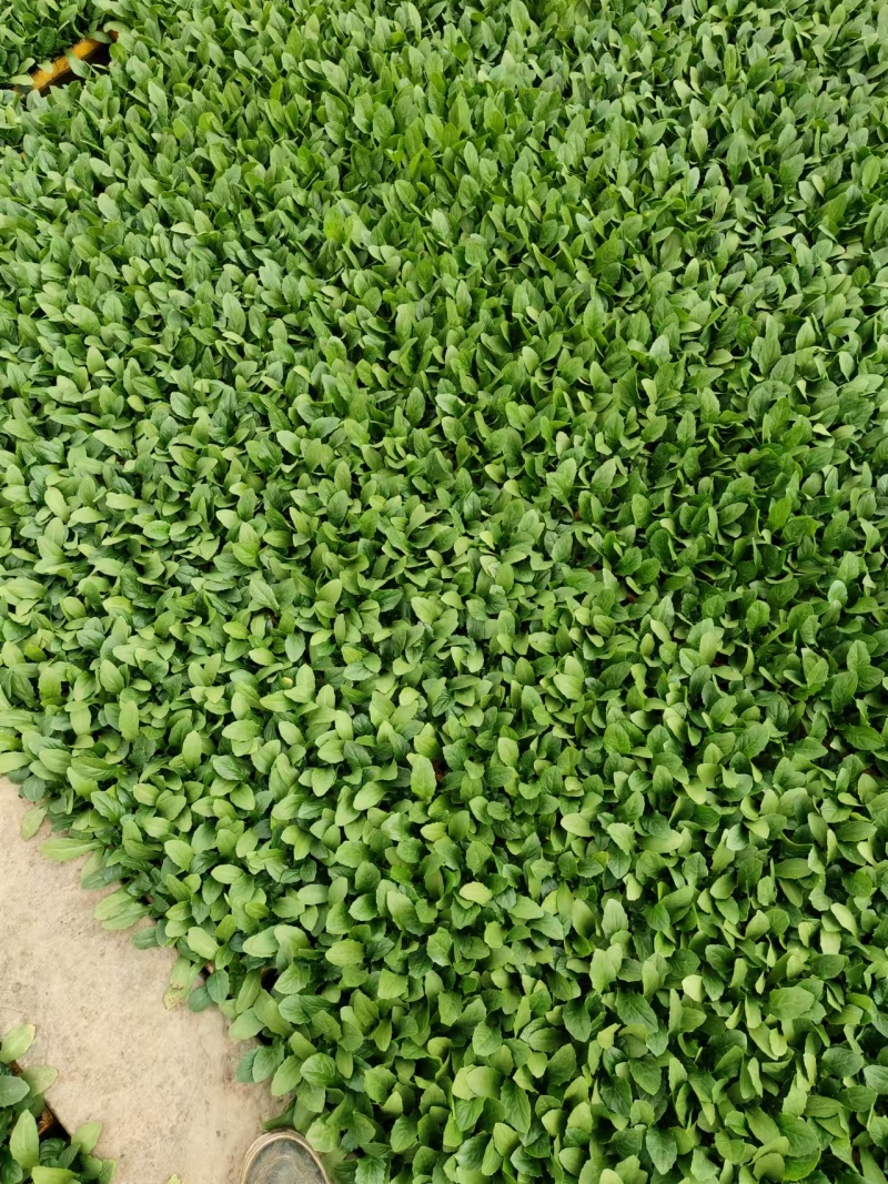 油麦菜苗根系发达成活率高菜形漂亮易管理