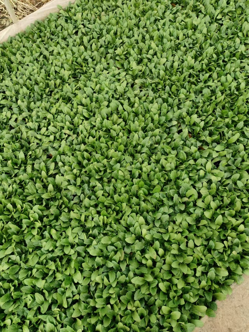 油麦菜苗根系发达成活率高菜形漂亮易管理
