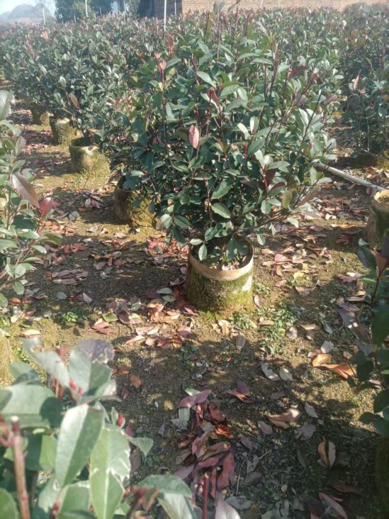 精品红叶石楠球苗大量供应基地直发，货源充足，量大广西产地