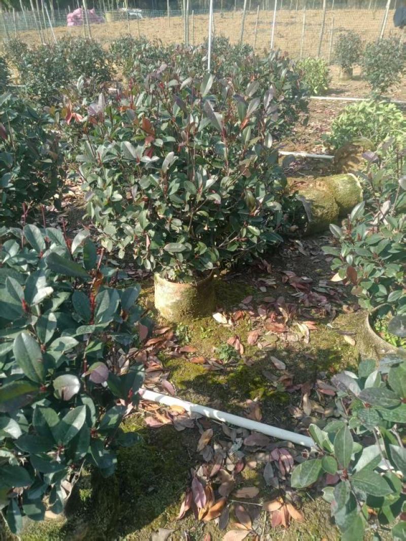 精品红叶石楠球苗大量供应基地直发，货源充足，量大广西产地