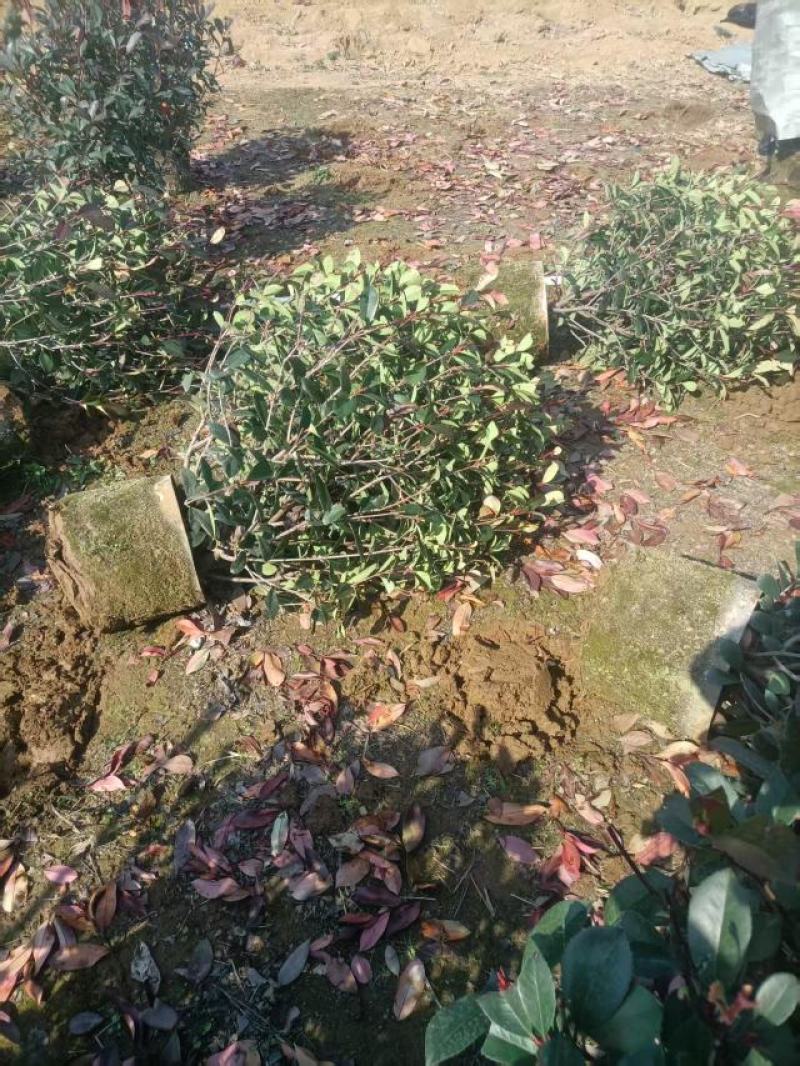 精品红叶石楠球苗大量供应基地直发，货源充足，量大广西产地