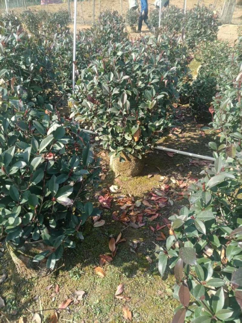 精品红叶石楠球苗大量供应基地直发，货源充足，量大广西产地