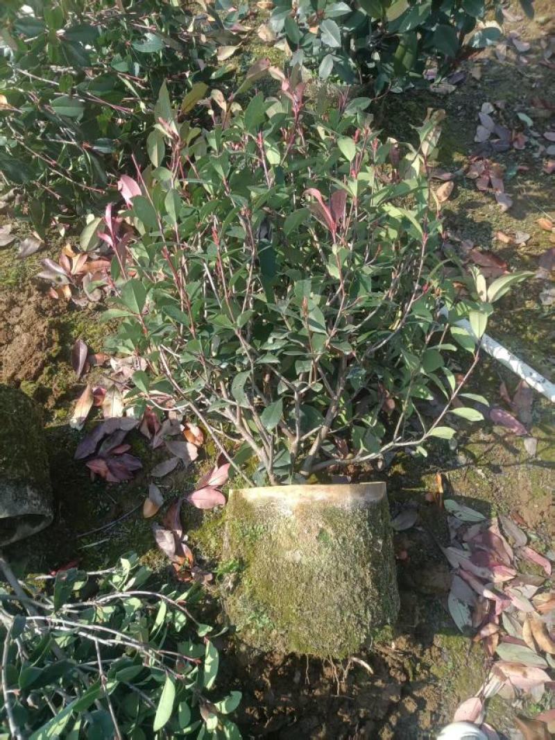 精品红叶石楠球苗大量供应基地直发，货源充足，量大广西产地