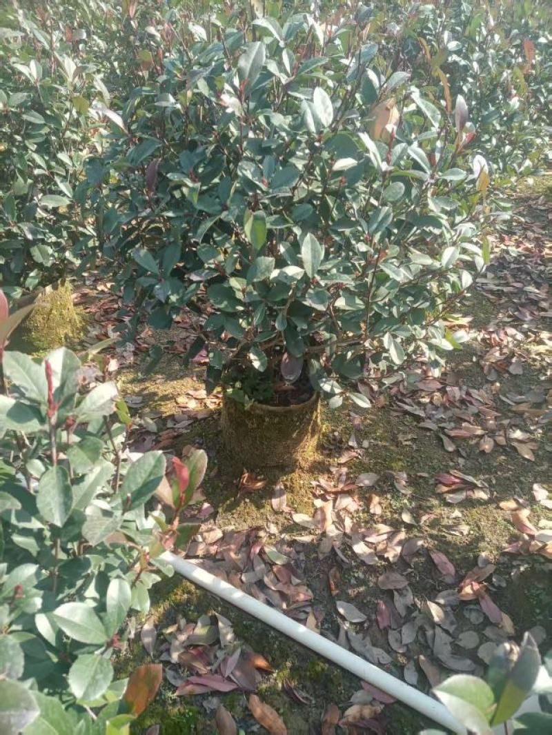 精品红叶石楠球苗大量供应基地直发，货源充足，量大广西产地