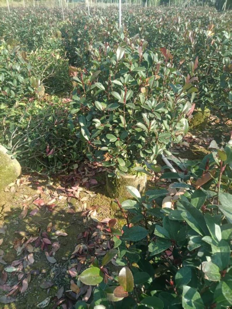 精品红叶石楠球苗大量供应基地直发，货源充足，量大广西产地