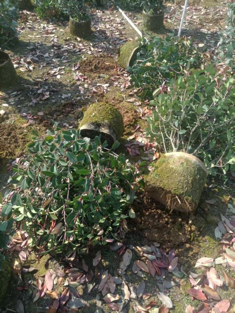 精品红叶石楠球苗大量供应基地直发，货源充足，量大广西产地