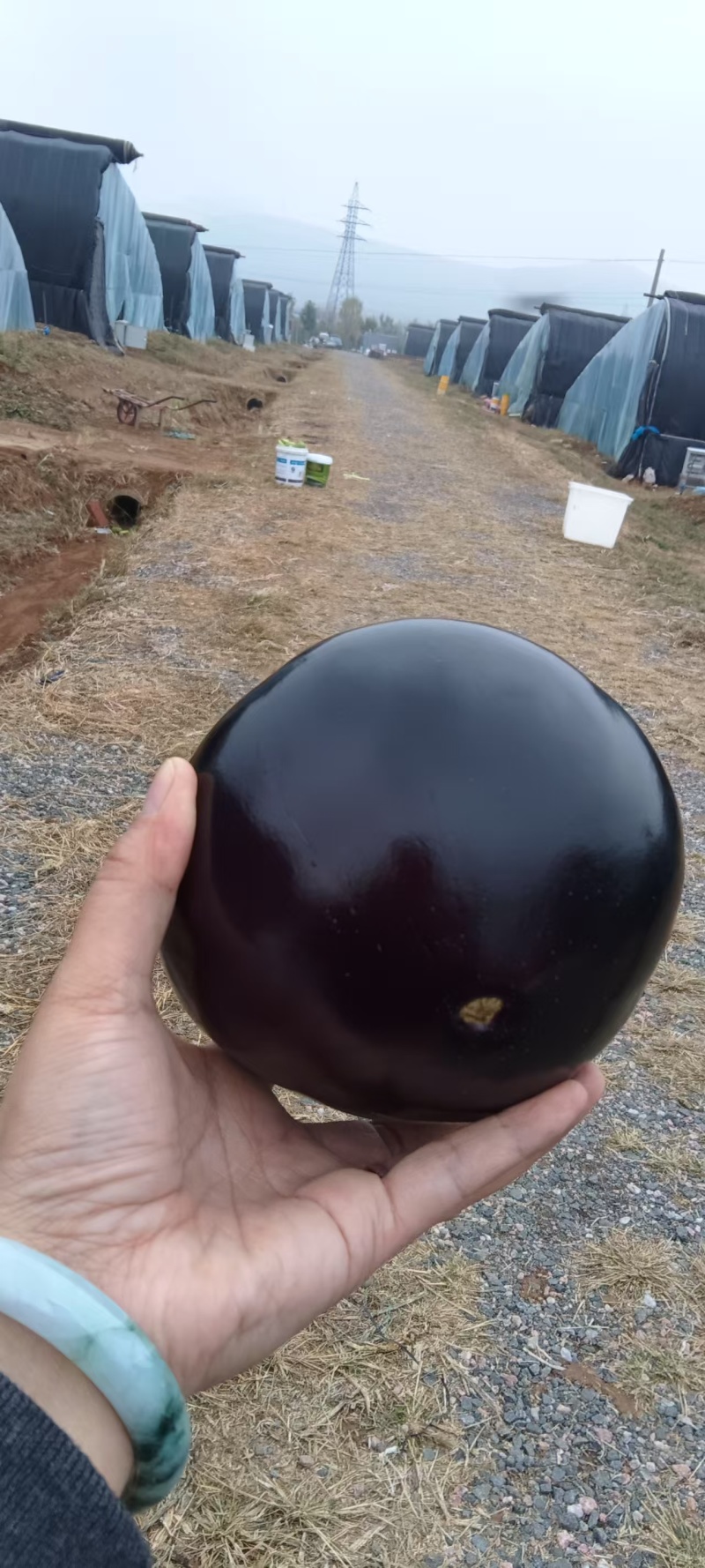 紫光圆茄