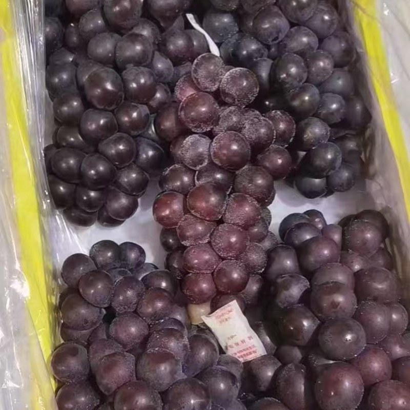 葡萄巨峰葡萄冷库货口感好不掉粒品质保障欢迎咨询