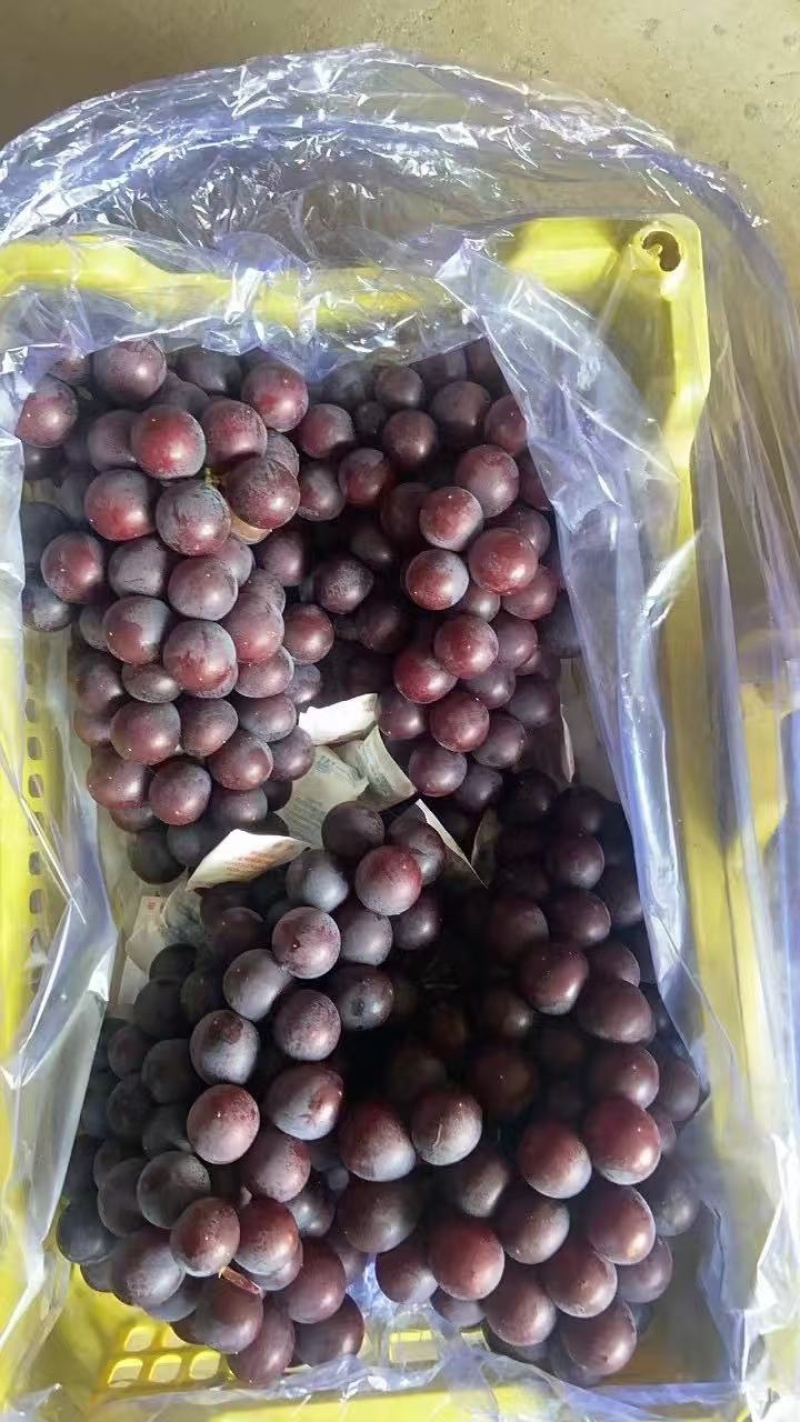 葡萄巨峰葡萄冷库货口感好不掉粒品质保障欢迎咨询