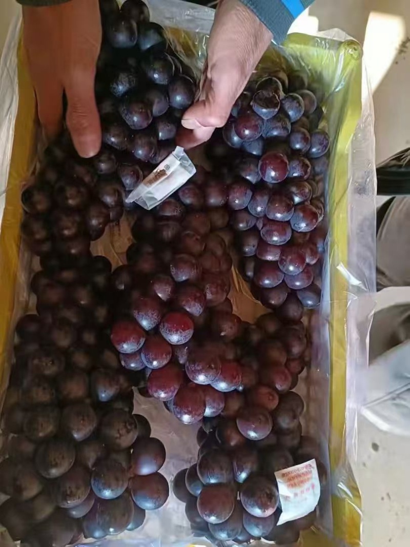 葡萄巨峰葡萄冷库货口感好不掉粒品质保障欢迎咨询