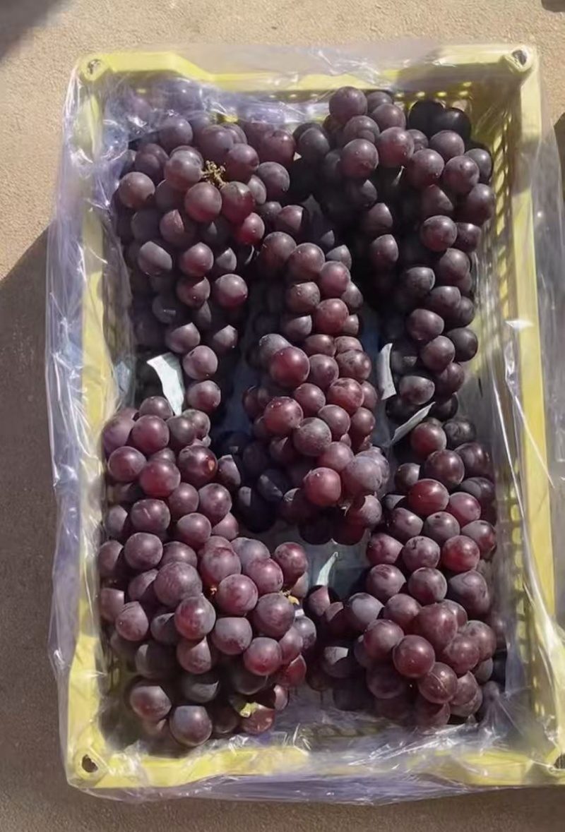 葡萄巨峰葡萄冷库货口感好不掉粒品质保障欢迎咨询
