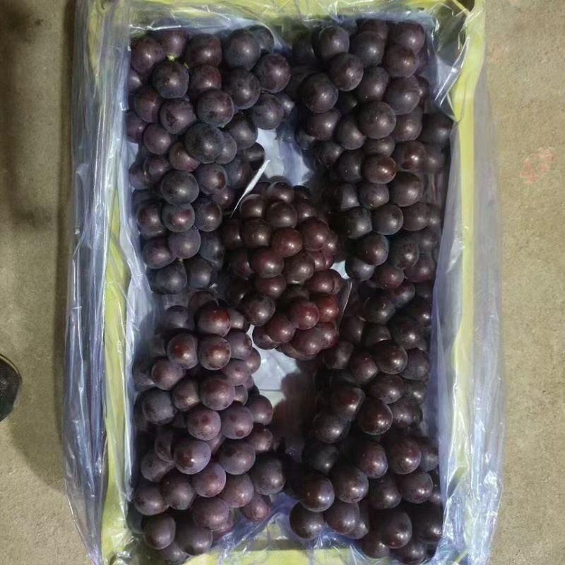 葡萄巨峰葡萄冷库货口感好不掉粒品质保障欢迎咨询