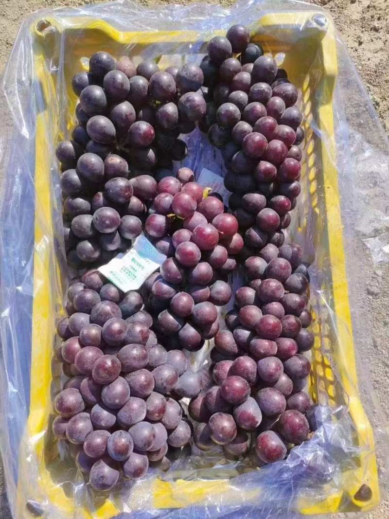葡萄巨峰葡萄冷库货口感好不掉粒品质保障欢迎咨询