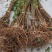 【优选】蜂糖李子树苗