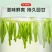 景福山明前特级雀舌正宗贵州湄潭嫩芽雀舌茶高山绿茶10