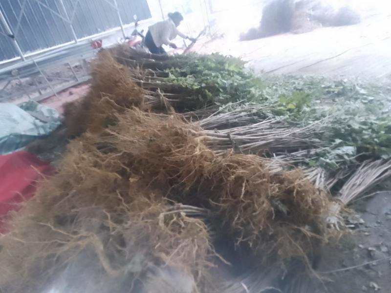 【优选】蜂糖李子树苗