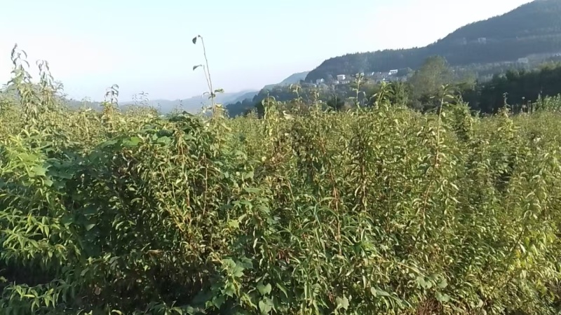 【优选】蜂糖李子树苗