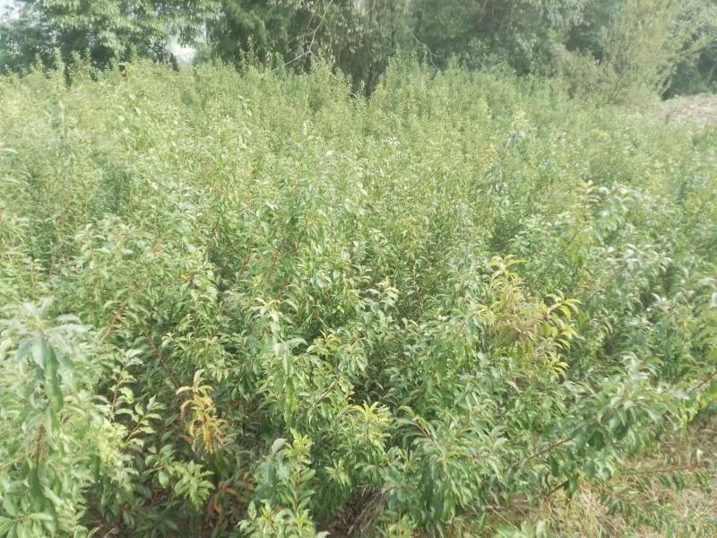 【优选】蜂糖李子树苗