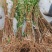 【优选】蜂糖李子树苗