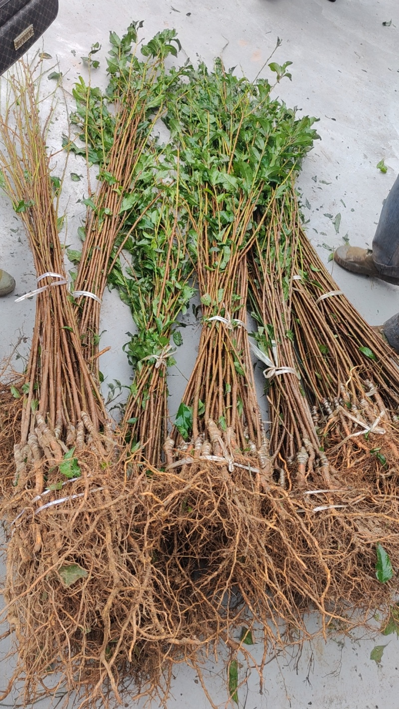 【优选】蜂糖李子树苗
