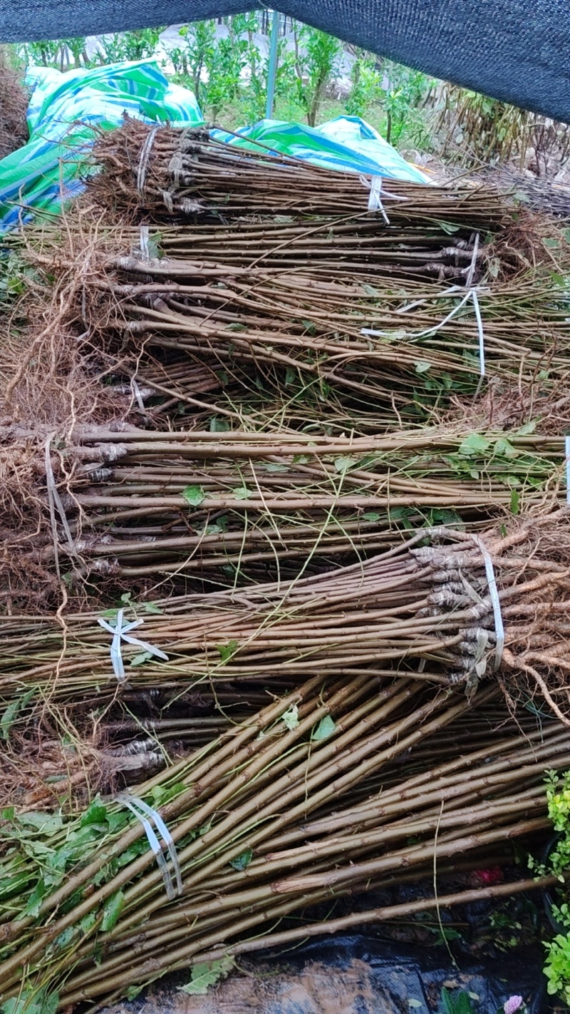 【优选】蜂糖李子树苗