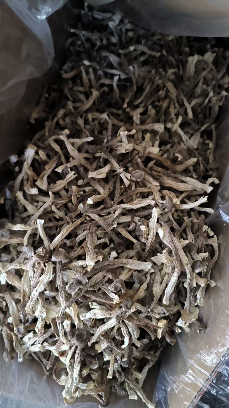 原产地鹿茸菇电话联系更优惠品质保障价格美丽