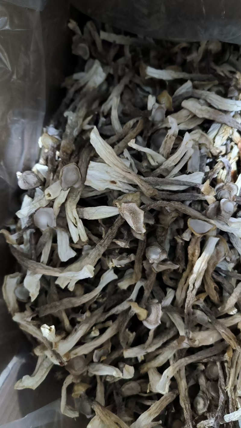 原产地鹿茸菇电话联系更优惠品质保障价格美丽