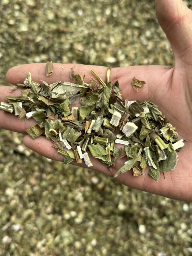 泽兰泽兰叶过筛货货干净泽兰实物拍摄泽兰