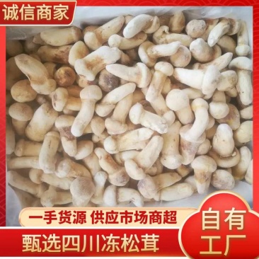 四川冰冻松茸自己种植自己加工品质保障诚信经营有优惠
