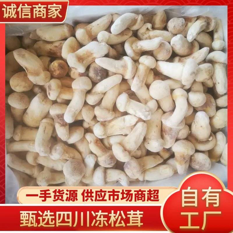 四川冰冻松茸自己种植自己加工品质保障诚信经营有优惠