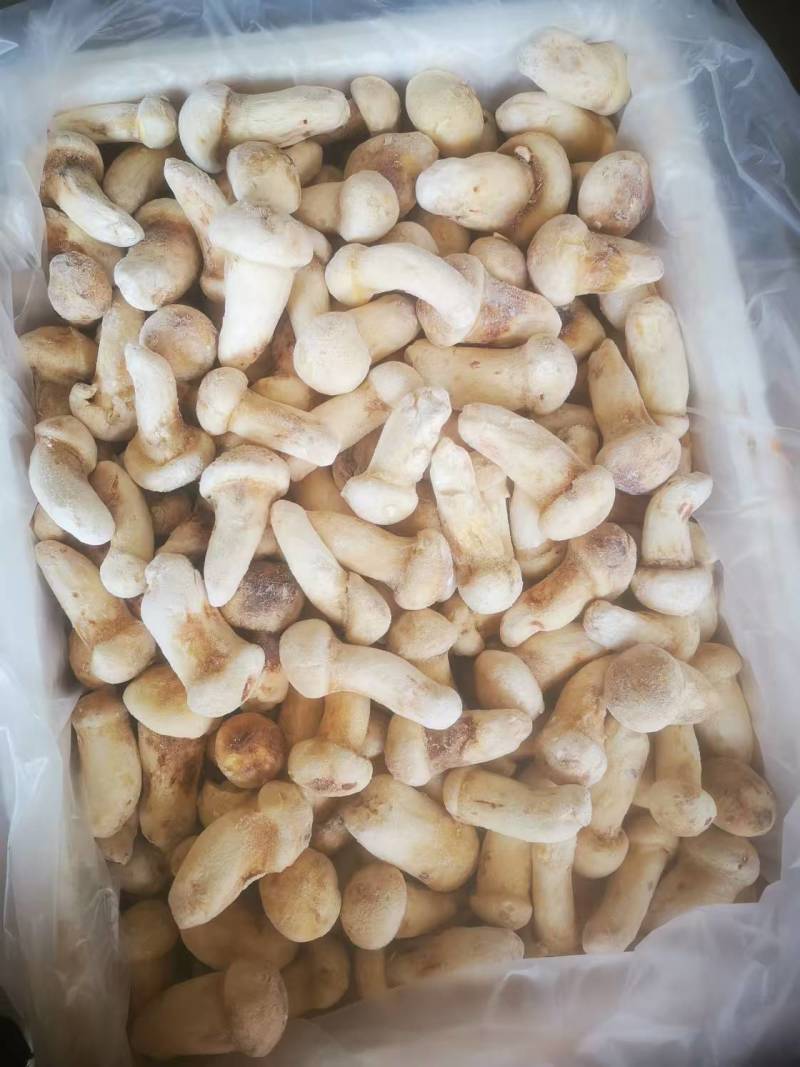 四川冰冻松茸自己种植自己加工品质保障诚信经营有优惠