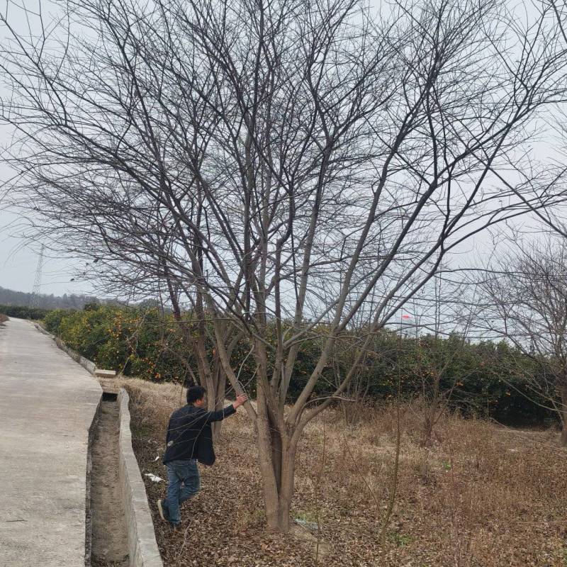 丛生朴树苗，3杆以上，提供各种规格工程苗以及苗圃精品！