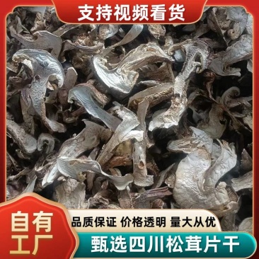 甄选四川松茸干片黑白都有品质您放心价格规格可致电沟通
