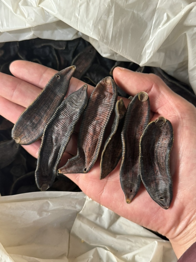 水蛭干正品无盐无矾宽体金线清水吊杆发货如图实拍