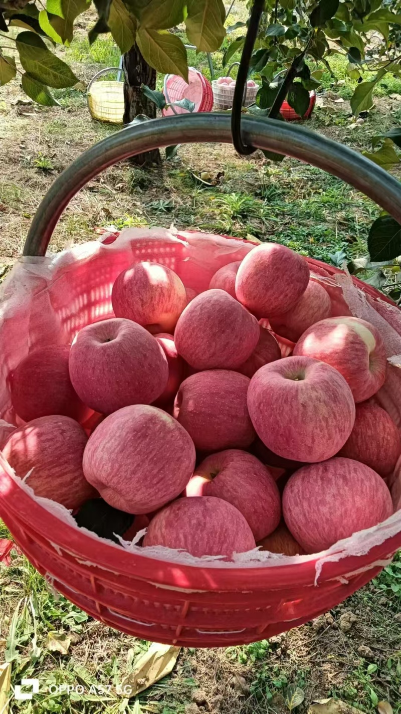 陕西宜川苹果精品红富士今年新货大量有货欢迎联系我