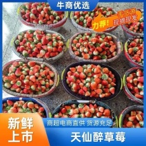 【天仙醉】安徽草莓自家一手货源承接电商加工商超直播带货团