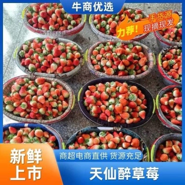 【天仙醉】安徽草莓自家一手货源承接电商加工商超直播带货团